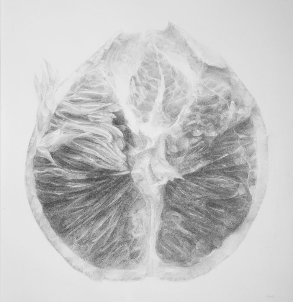 Południe/ Noon /Mediodía- pencil drawing of orange, from the series of botanical artworks "Plants of Andalucia" by Joanna Klepadło