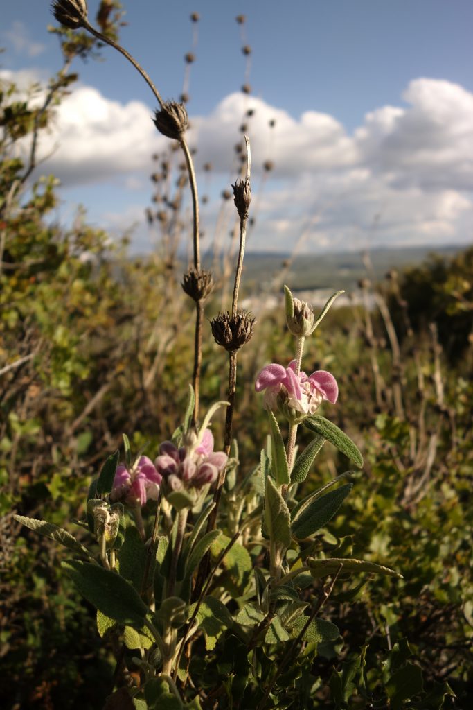 Phlomis purpurea, el matagallo, Jerusalem sage, plants nature in Cabra (Córdoba), Spain