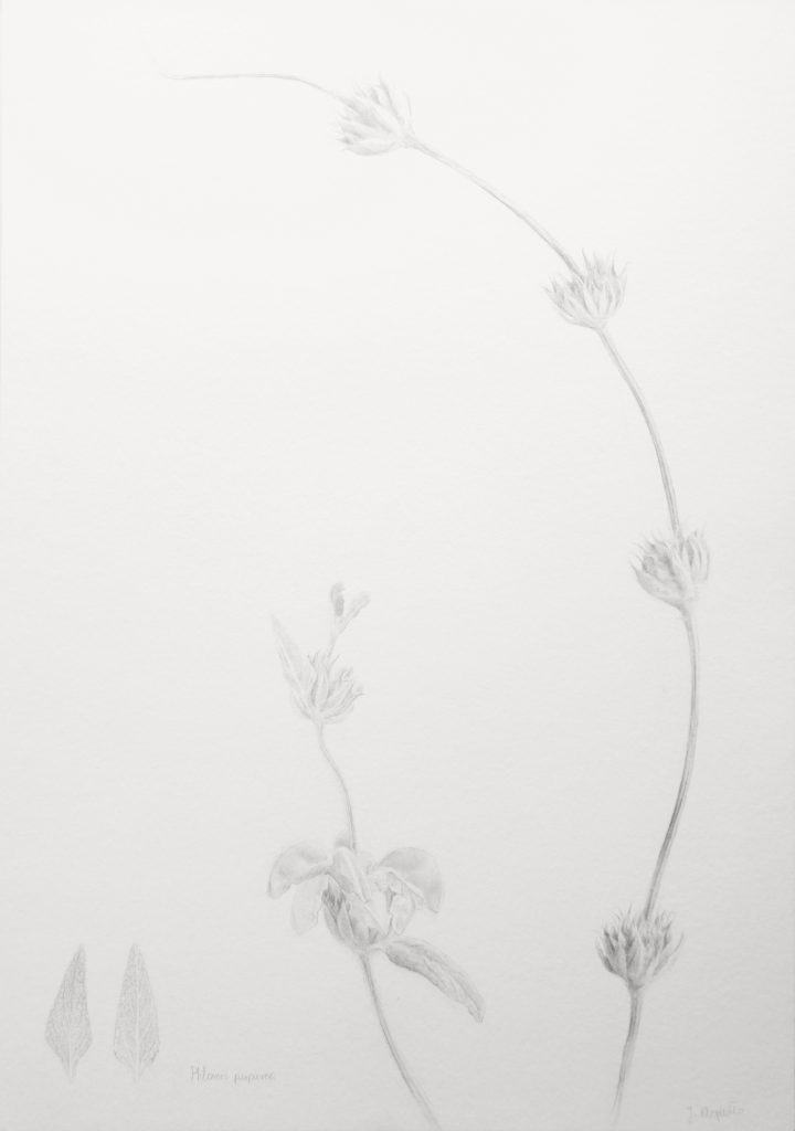 Phlomis purpurea, pencil drawing of the flower found in the southern Spain, from the series of botanical arworks Plants of Andalucia by Joanna Klepadło