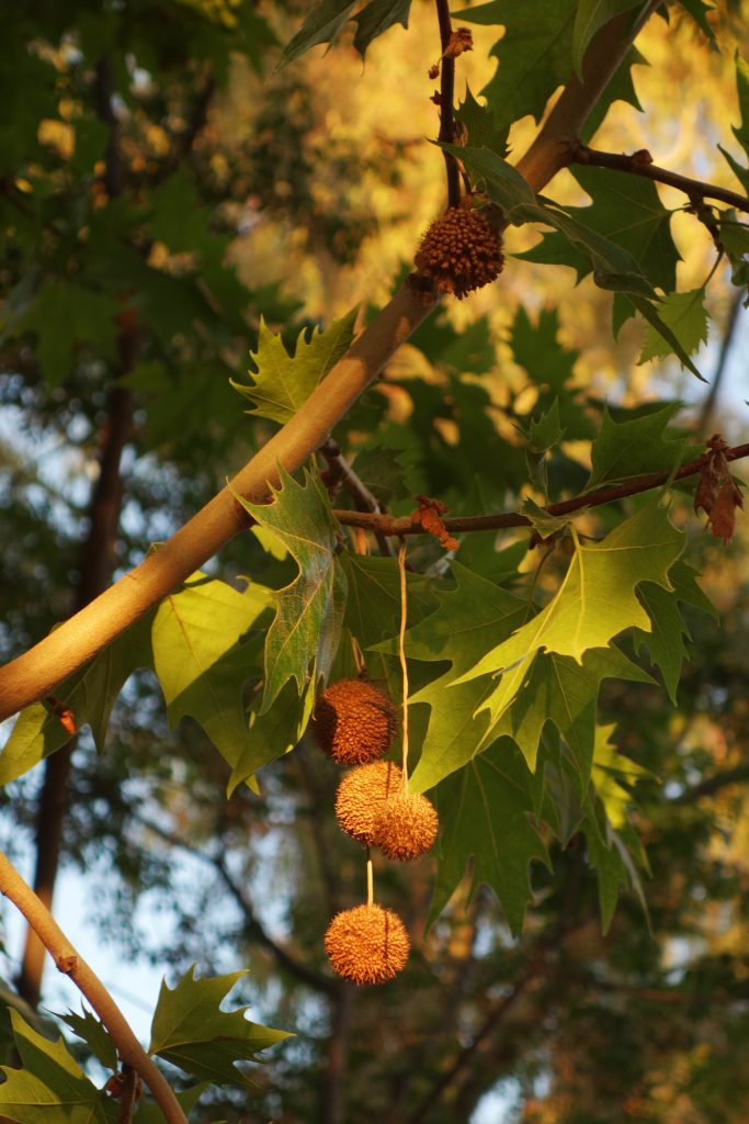 Platano de sombra, Platanus hispanica in the summer, Andalucia, Spain