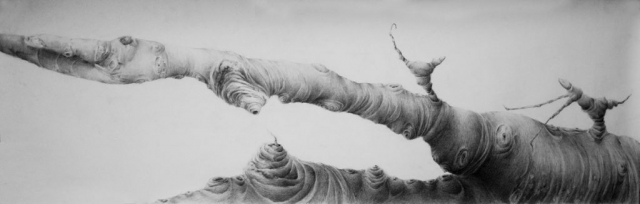 The branch - pencil drawing of a branch, showing beautiful stories happening in the forest, by Joanna Klepadło