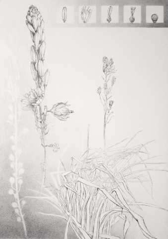 Asphodelus fistulosus - drawing of onionweed, Varita de San Jose, from the series of botanical artworks "Plants of Andalucia" by Joanna Klepadło