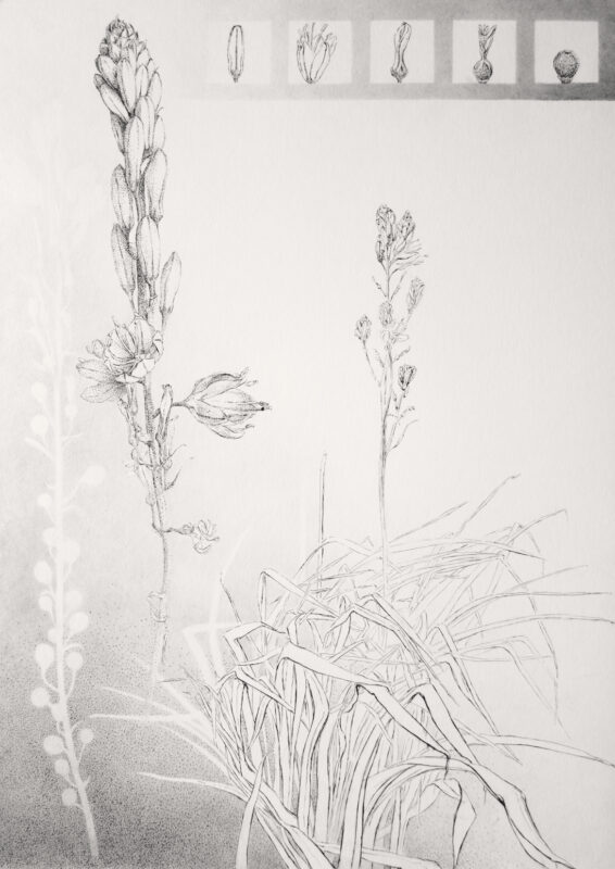 Asphodelus fistulosus - drawing of onionweed, Varita de San Jose, from the series of botanical artworks "Plants of Andalucia" by Joanna Klepadło