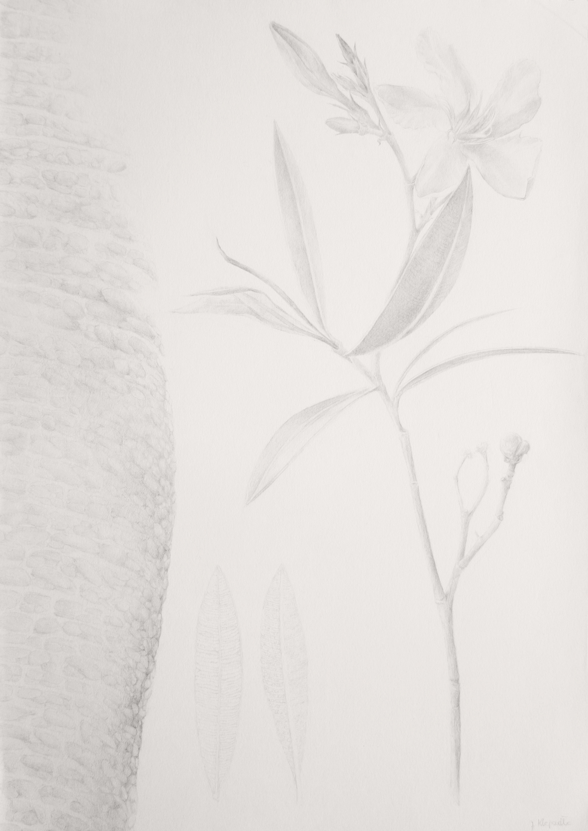 Nerium oleander - drawing of the plant from the series of botanical artworks "Plants of Andalucia" by Joanna Klepadło