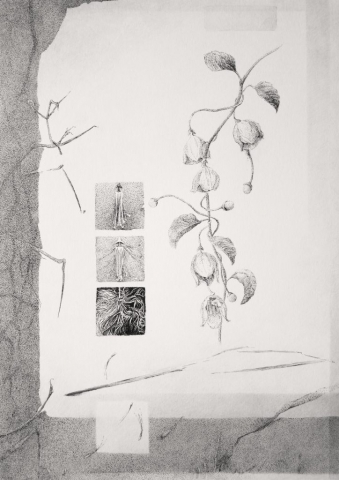 Clematis cirrhosa - drawing of winter clematis, from the series of botanical artworks "Plants of Andalucia" by Joanna Klepadło