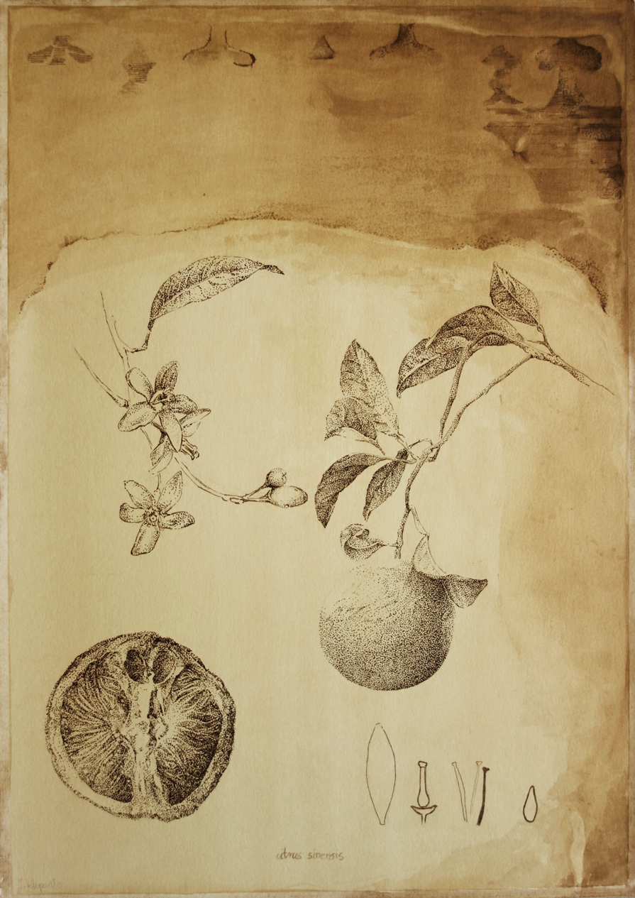 Citrus sinensis- ink drawing of orange, from the series of botanical artworks "Plants of Andalucia" by Joanna Klepadło