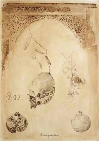 Punica granatum-illustration of pomegranate, granada, drawing from the series "Plants of Andalucia" by Joanna Klepadło