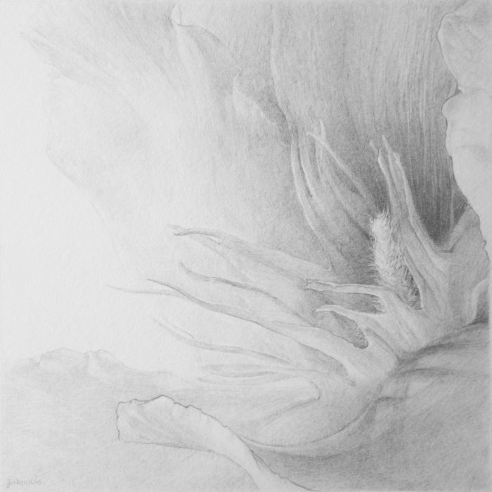 Nerium oleander - pencil drawing of the flower from the series of botanical artworks "Plants of Andalucia" by Joanna Klepadło