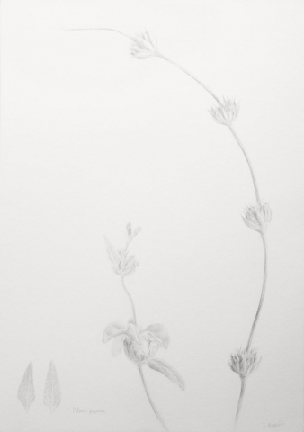 Phlomis purpurea, pencil drawing of the flower found in the southern Spain, from the series of botanical arworks Plants of Andalucia by Joanna Klepadło
