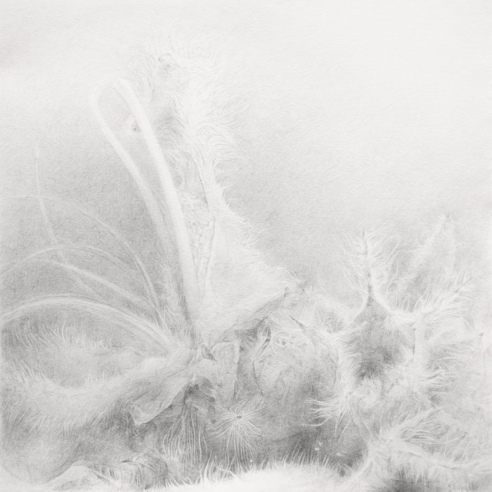 Phlomis purpurea, macro drawing of the flower found in the southern Spain, from the series of botanical arworks Plants of Andalucia by Joanna Klepadło, pencil on paper