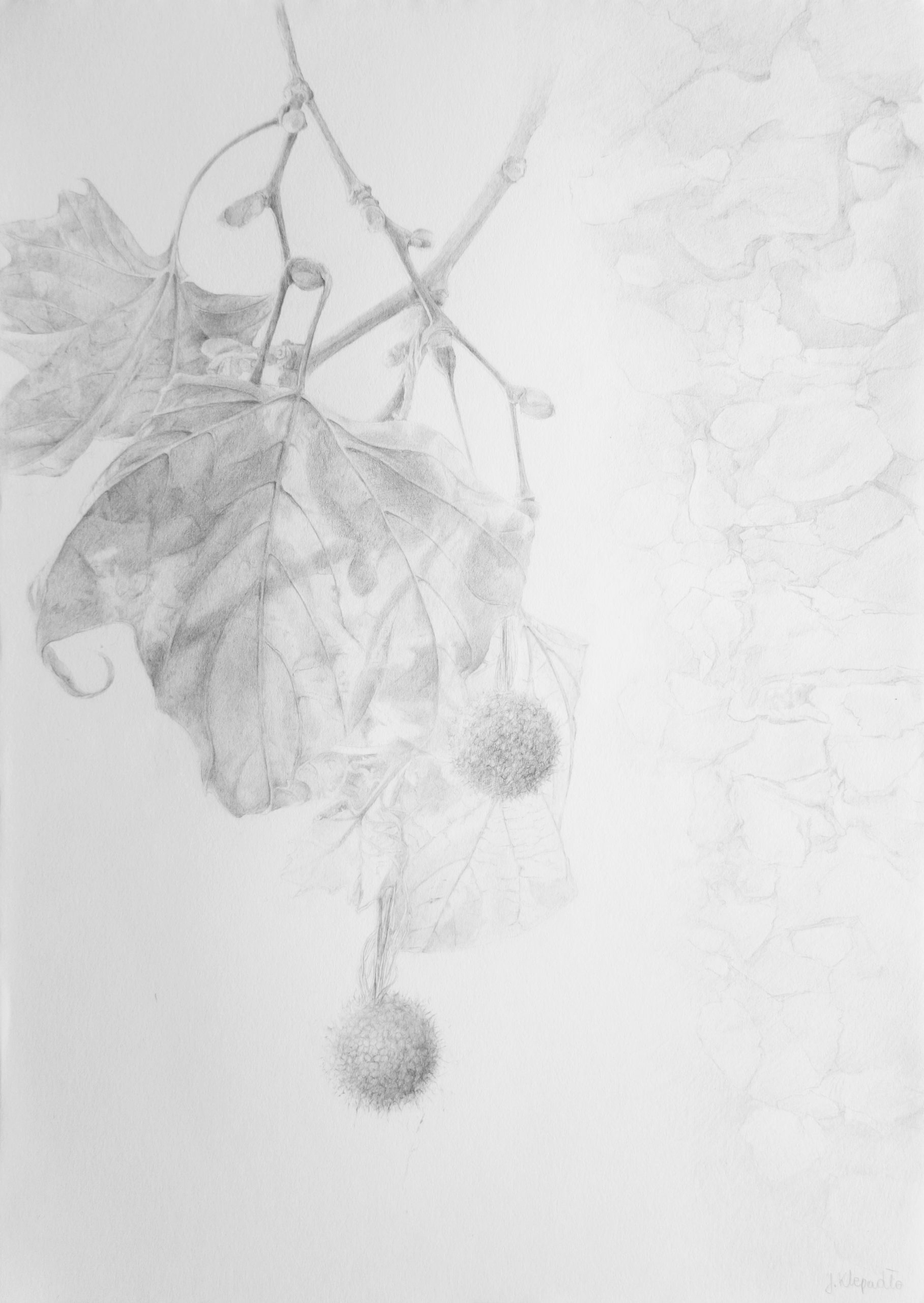 Platanus hispanica, pencil drawing of the plane tree found in the southern Spain, from the series of botanical arworks Plants of Andalucia by Joanna Klepadło