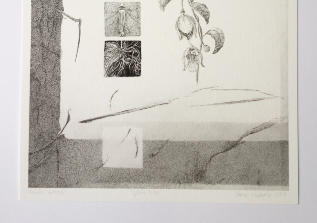 Clematis cirrhosa, buy giclée, ink and pencil botanical artwork depicting winter clematis by Joanna Klepadlo