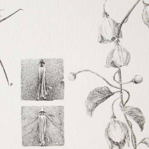 Clematis cirrhosa, buy giclée, ink and pencil botanical artwork depicting winter clematis by Joanna Klepadlo