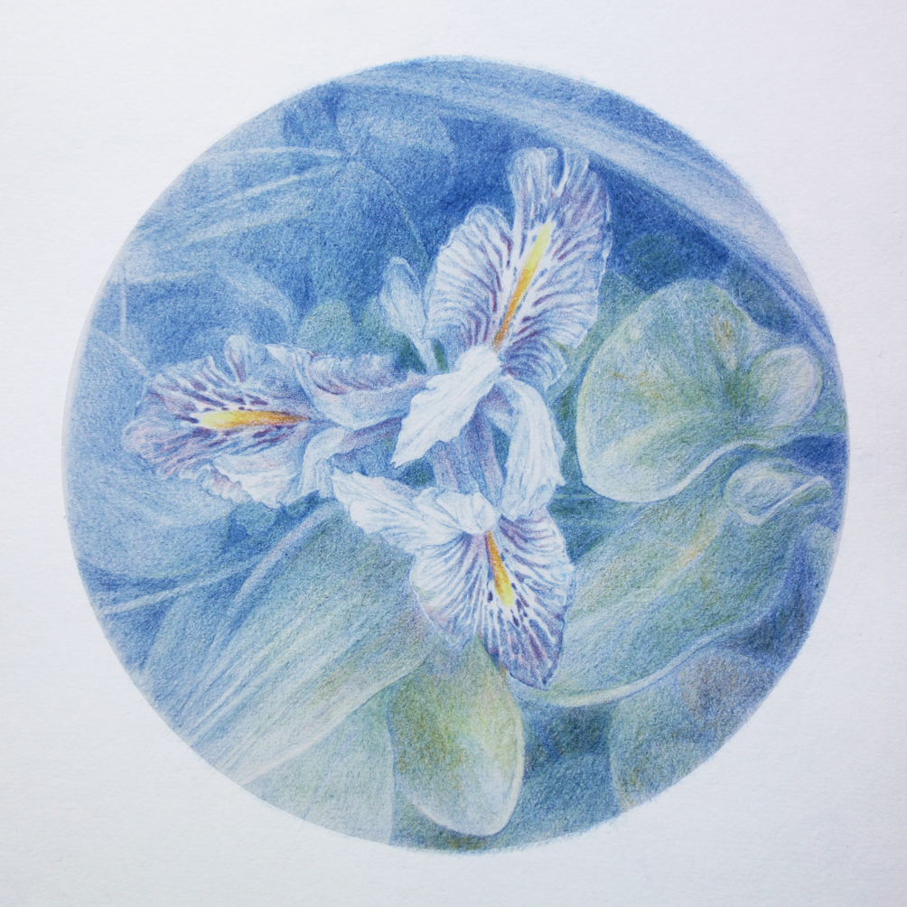 Iris planifolia blue botanical illustration irys ilustracja błękit