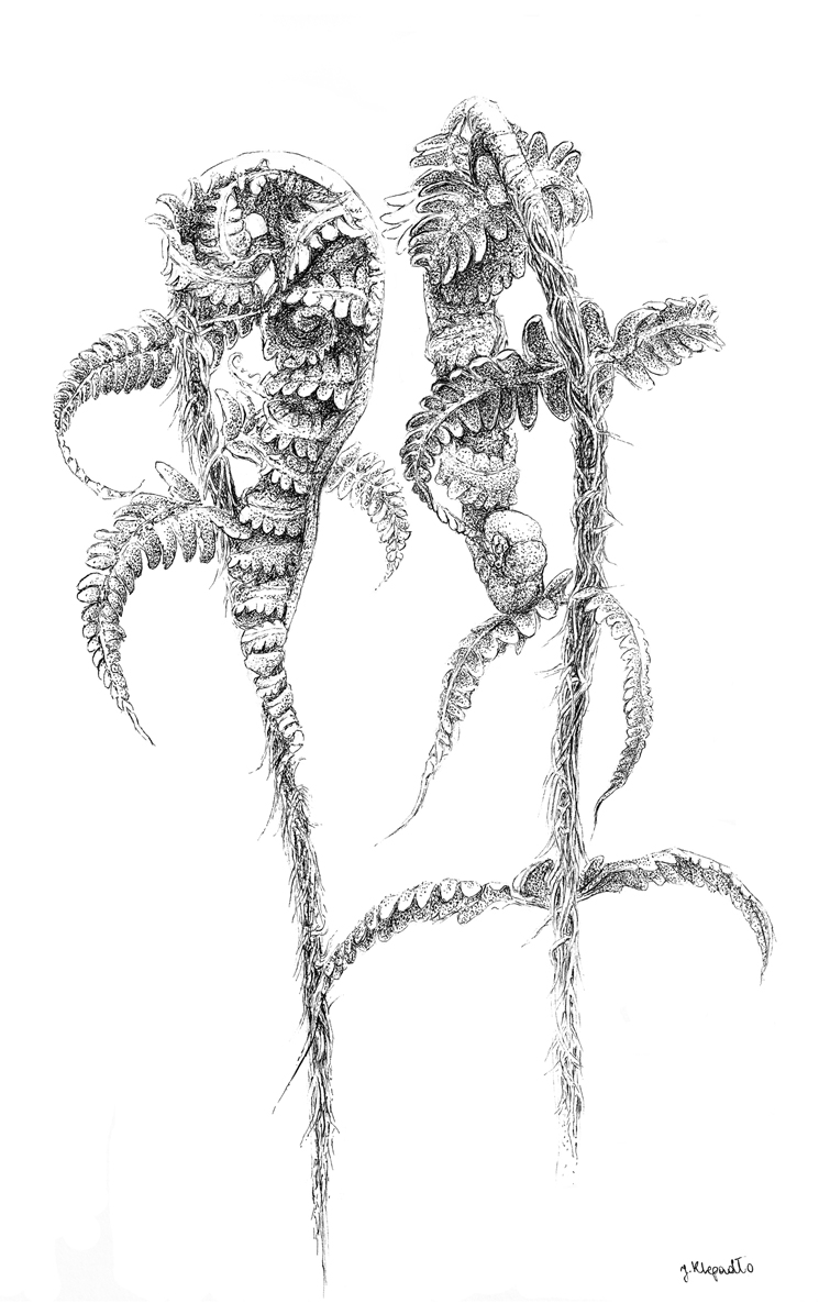 Young ferns drawing pen and ink black and white
