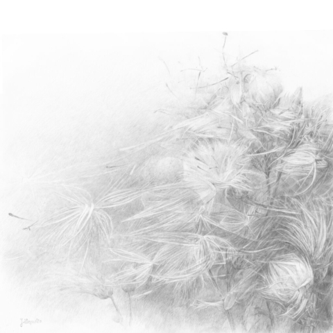 The pencil drawing of thistles loosing blossom