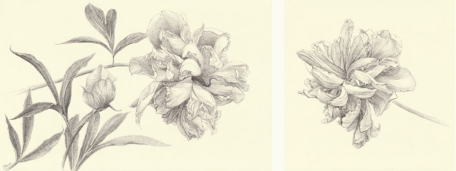 Peony pen and ink drawing black and white