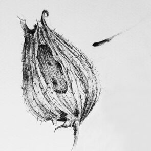 Art Passiflora