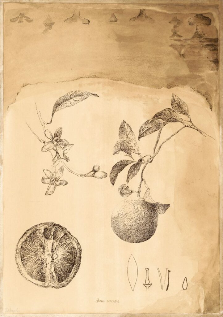 Citrus sinensis, drawing of a fruit and ornaments; technique: sepia ink on paper, 2018