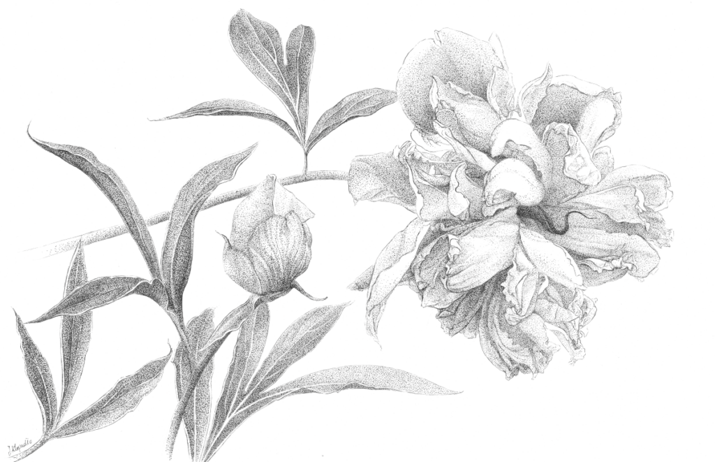 Black and white, stippled drawing of Peony