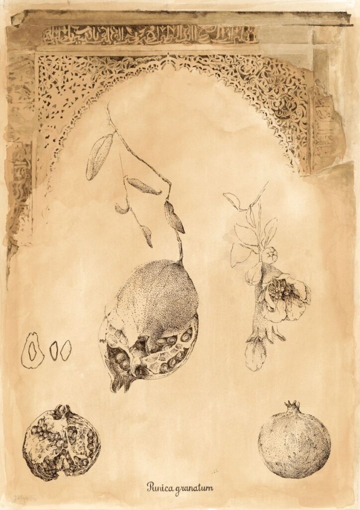 Punica granatum, drawing of a fruit and ornaments from Alhambra in Granada, Spain; technique: sepia ink on paper, 2018